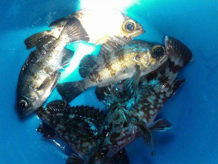 きれーなメバルの巻